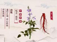 丹参的功能与主治