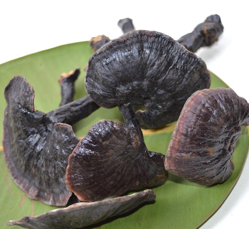 灵芝的功能与主治及食用方法