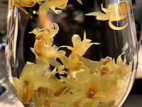 铁皮石斛花的功效与作用大全