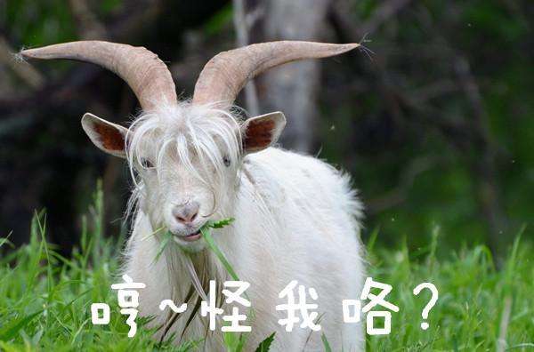 霪羊藿的功效与作用