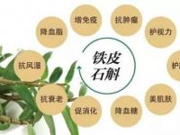 铁皮石斛有什么功能