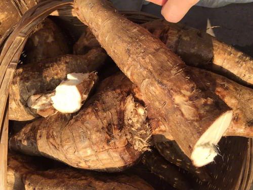 葛根的功效与作用及营养价值
