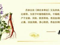丹参的六大功效与作用及禁忌