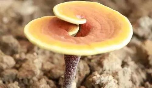 灵芝中的4大成分各有什么作用