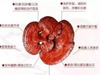 灵芝中的4大成分各有什么作用？