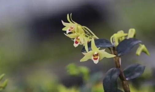 铁皮石斛花的功效及适用人群