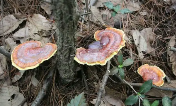 长期吃野生灵芝的5大好处