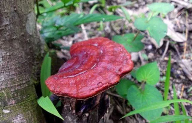 长期吃野生灵芝的5大好处