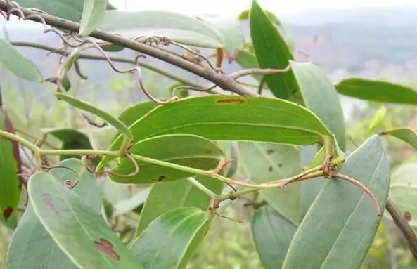 红土茯苓和白土茯苓功效一样吗