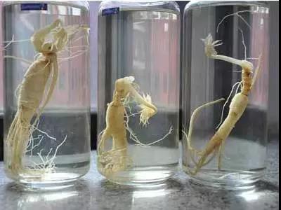人参的功效与作用吃法