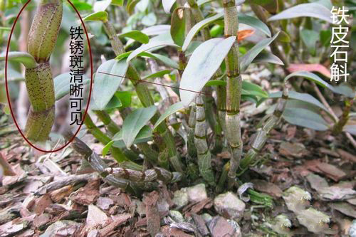 石斛的种类都有哪些？76种石斛品种分类大全