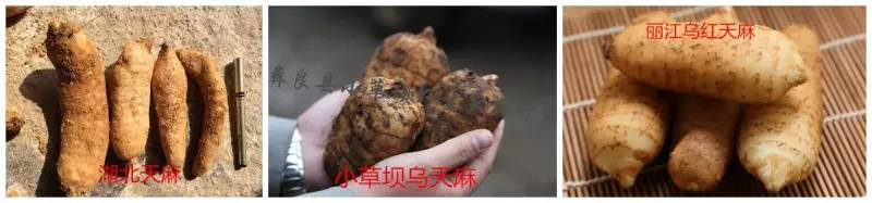 乌天麻里面是黑色的吗？那是骗人的！