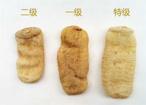 干天麻的四种等级划分标准