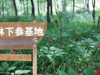 林下参的五种栽植种类