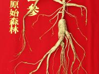 野山参具有哪些优势与价值？