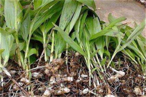白芨主治什么病