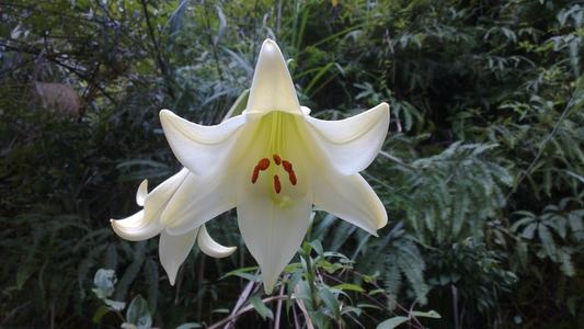 山上野百合可以吃吗？是不是保护植物？