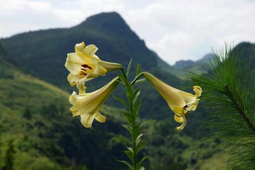 山上野百合可以吃吗？是不是保护植物？