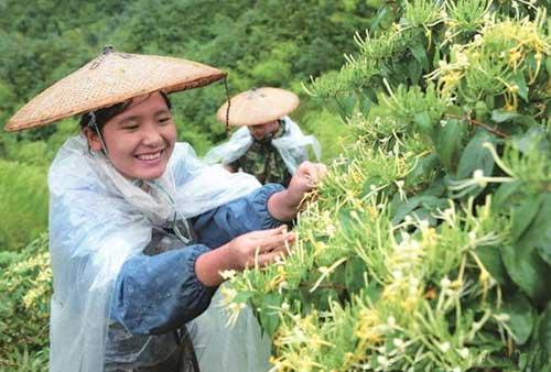 金银花怎么晒干的做法，这样晒不变色