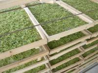 金银花怎么烘干？教大家热泵烘干机金银花加工步骤