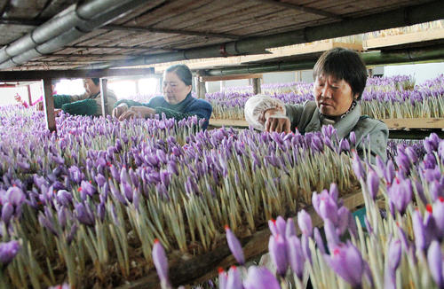 藏红花产地哪里最好？