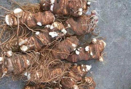 重楼什么时候种植最合适？几年可以收获？种植成本多少？