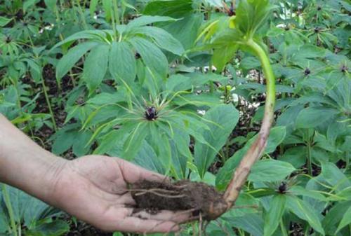 重楼什么时候种植最合适？几年可以收获？种植成本多少？