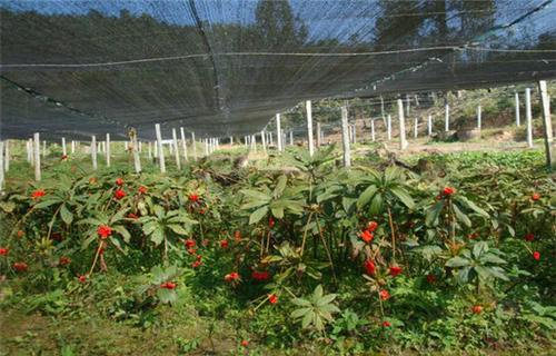 重楼什么时候种植最合适？几年可以收获？种植成本多少？
