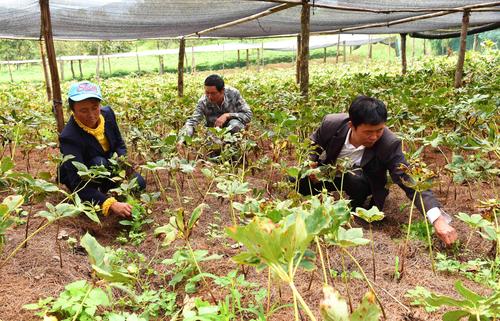 重楼什么时候种植最合适？几年可以收获？种植成本多少？