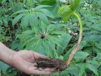 重楼什么时候种植最合适？几年可以收获？种植成本多少？