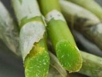 鲜品石斛鲜条可以直接吃吗