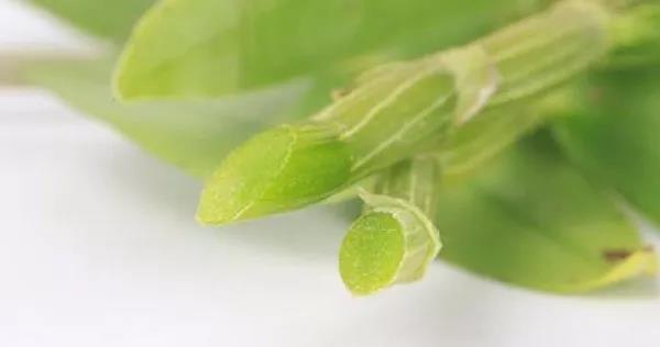 铁皮石斛含有哪些成分