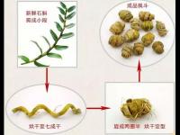 铁皮枫斗和铁皮石斛有什么关系？
