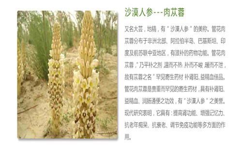肉苁蓉是什么？详解中药材肉苁蓉