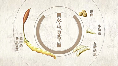 什么是冬虫夏草？详解中药材冬虫夏草