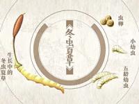 什么是冬虫夏草？详解中药材冬虫夏草