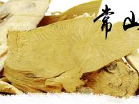 什么是常山？详解中药材常山