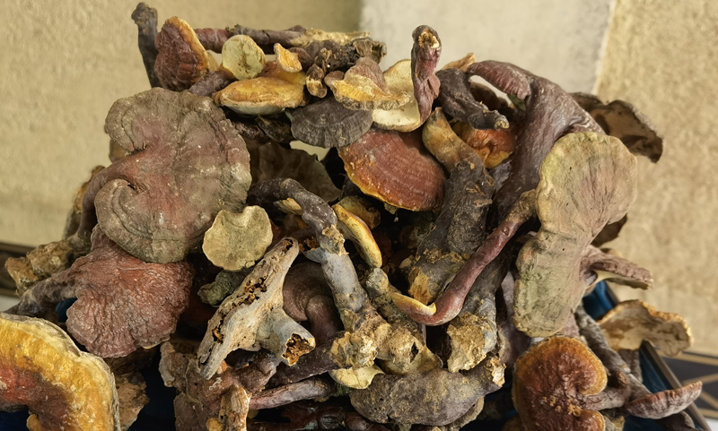为什么野生灵芝药效更好？药用价值更高？