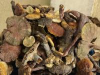 为什么野生灵芝药效更好？药用价值更高？