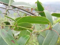 野生土茯苓是什么样子？