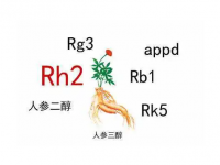 人参皂苷，人参皂苷是什么东西