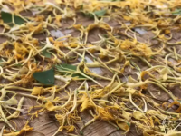 金银花晒干制作过程