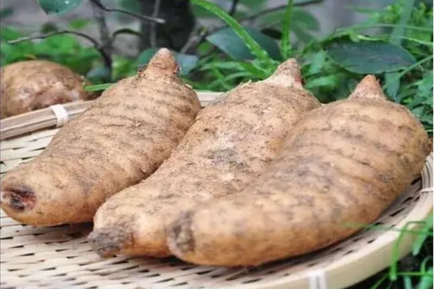 丽江天麻具体产自哪里？药材之乡鲁甸