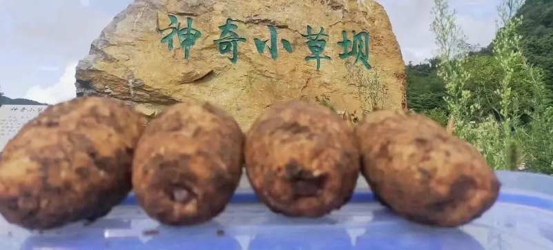 昭通天麻哪里产的最好