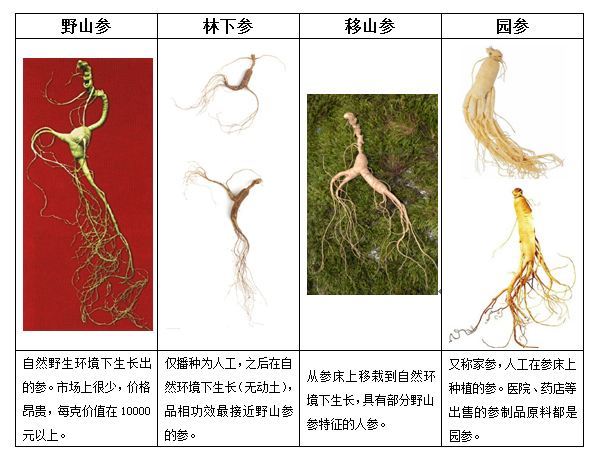 人参分几种？盘点人参品种大全