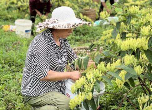 金银花采摘花蕾好还是花朵好