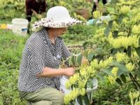 金银花采摘花蕾好还是