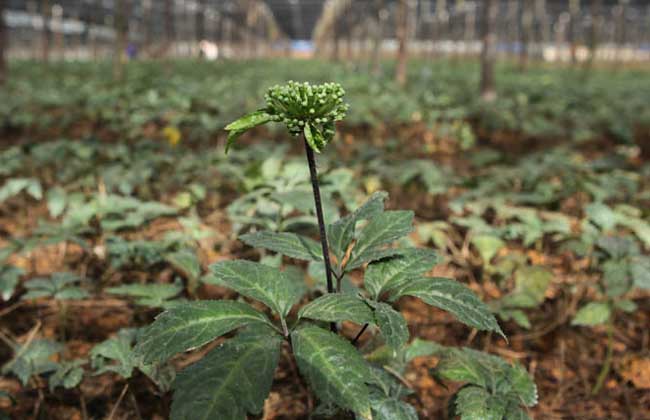 文山三七的种植年龄与药效的关系