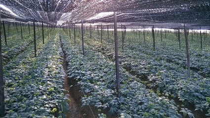 文山三七的种植年龄与药效的关系