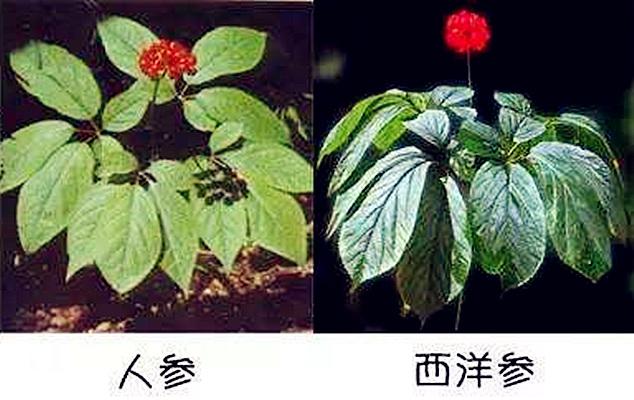 西洋参和人参的区别有哪些